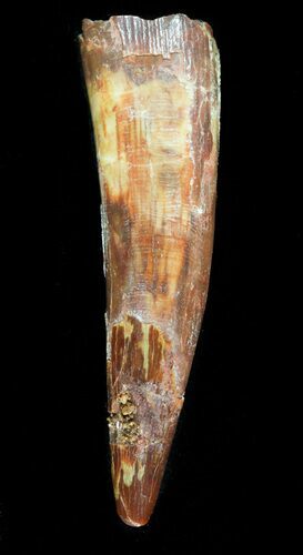 Large, Pterosaur Tooth - Kem Kem Beds, Morocco #47802